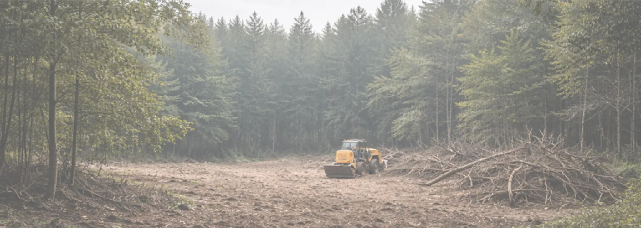 Tree service team cleaning up debris and leaving property neat after tree removal