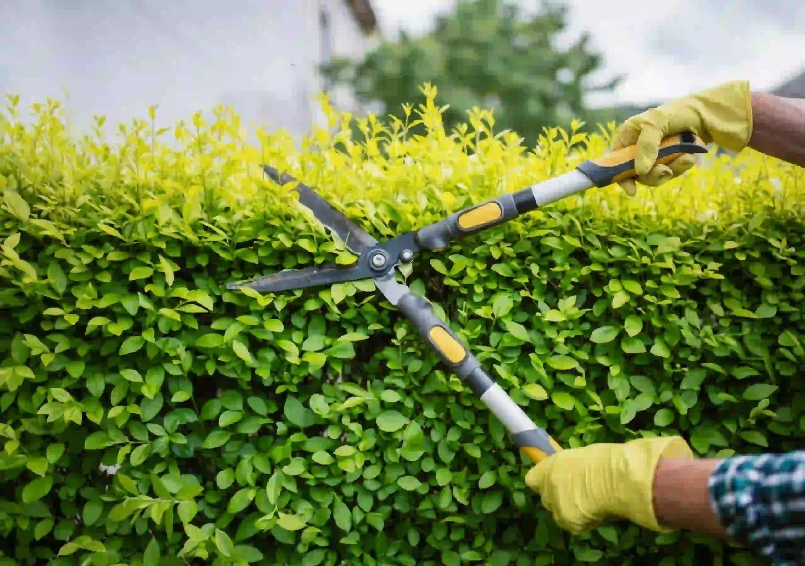 Tree trimming and pruning service improving tree health and removing dangerous branches in Ohio