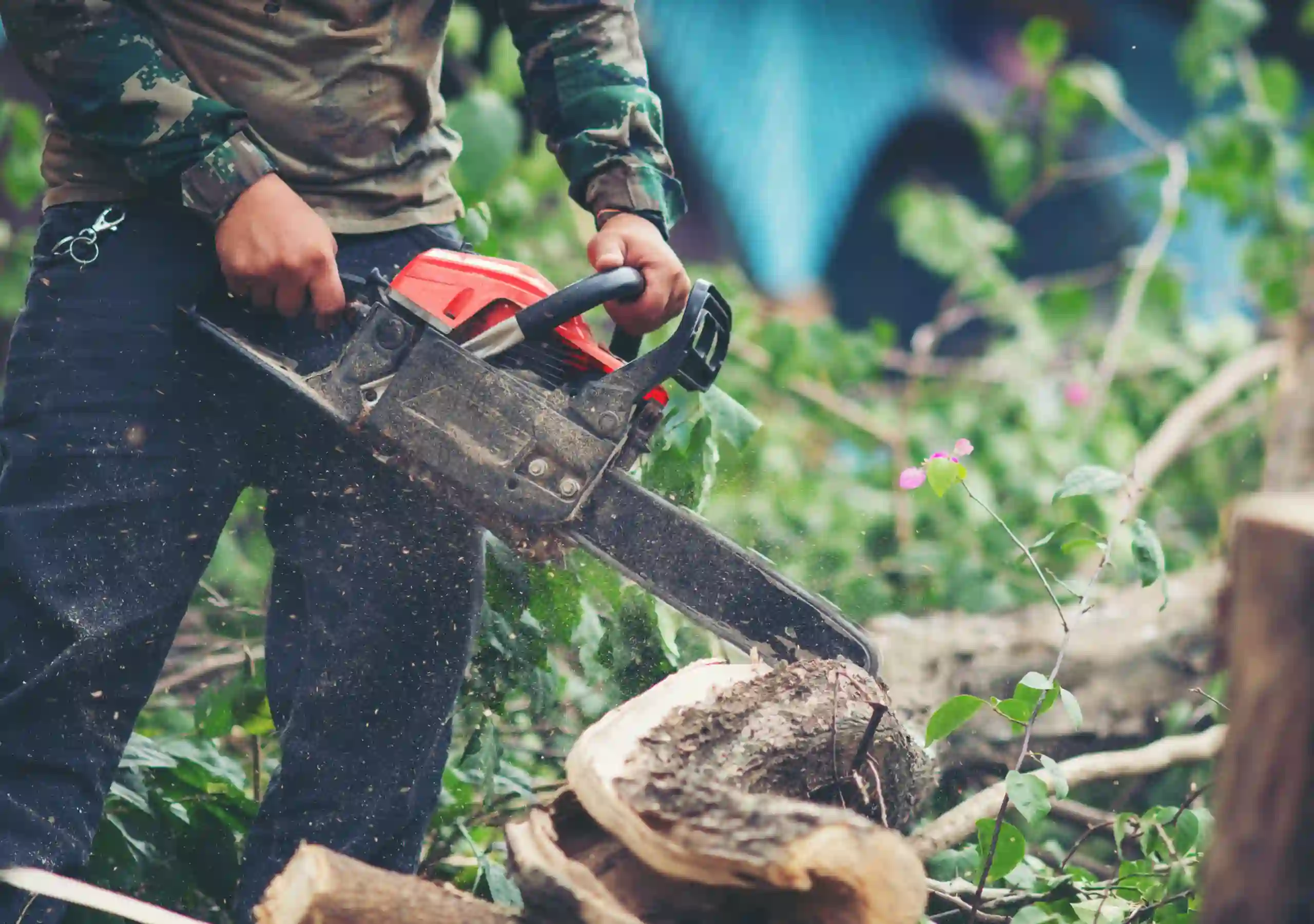 Tree trimming expert cutting branches to improve tree shape and health in Ohio